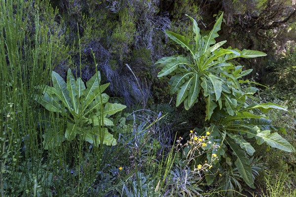 Sonchus fruticosus (Sonchus fruticosus)