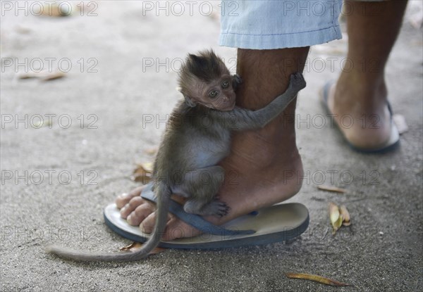 Young Northern pig-tailed macaque (Macaca leonina) clings to a leg