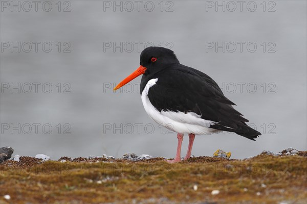 Oystercatcher (Haematopus ostralegus) adult standing on the shore