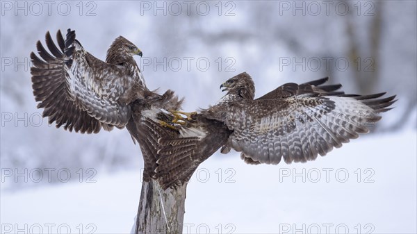 Common buzzards (Buteo buteo) fighting in the snow on an old wooden stake