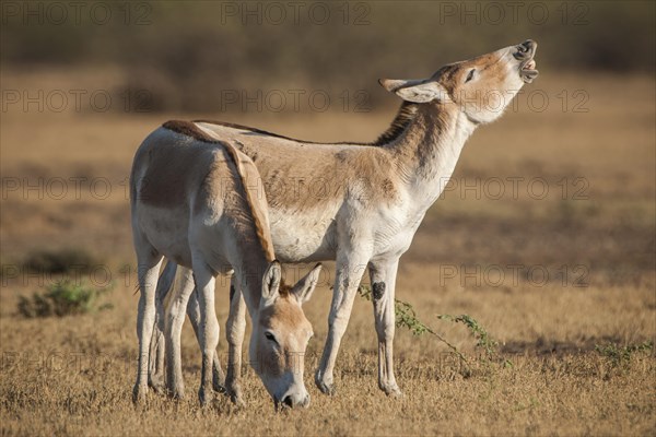 Onager or Asiatic wild ass (Equus hemionus)