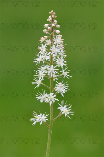 Heartleaf Foamflower (Tiarella cordifolia)