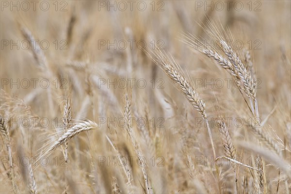 Cereals