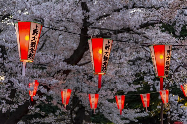 Glowing lanterns in blossoming cherry trees at Hanami Festival in spring