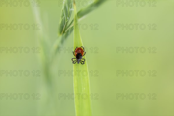 Female tick