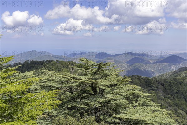 Cyprus cedar (Cedrus brevifolia)