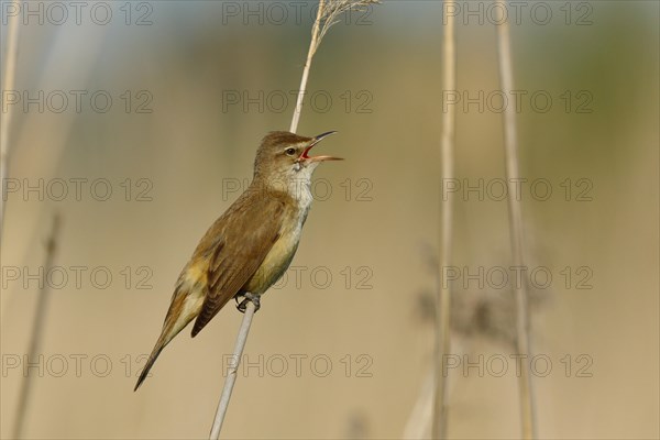 Great Reed Warbler (Acrocephalus arundinaceus)