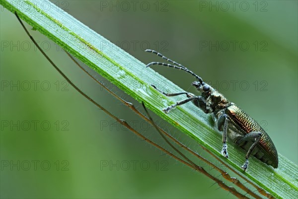 Leaf Beetle (Donacia spec.) with the legs of a Longjawed Orbweaver (Tetragnatha extensa)
