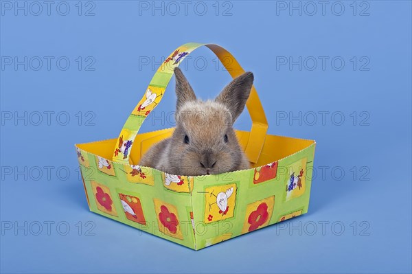 Pet rabbit in an Easter basket