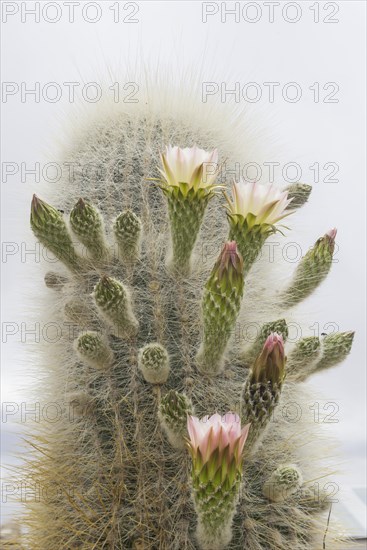 Flowering Cardon cactus (Echinopsis atacamensis)
