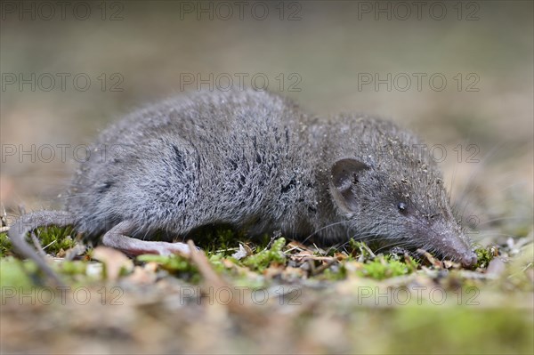 Lesser white-toothed shrew (Crocidura suaveolens)