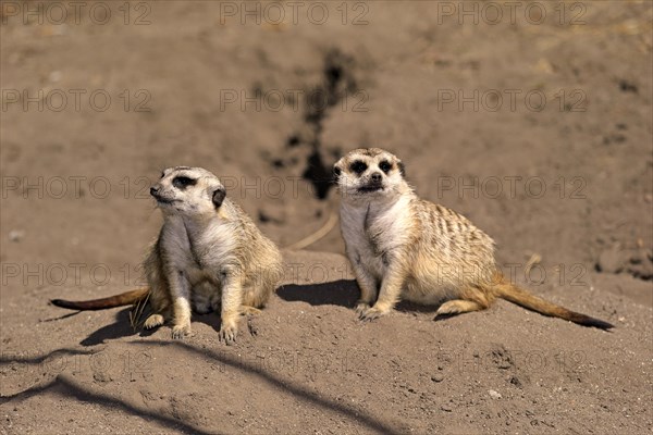 Meerkats (Suricata suricatta) alert pair