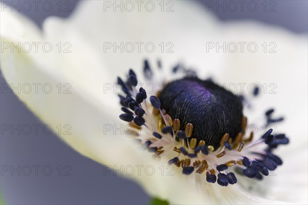 Anemone