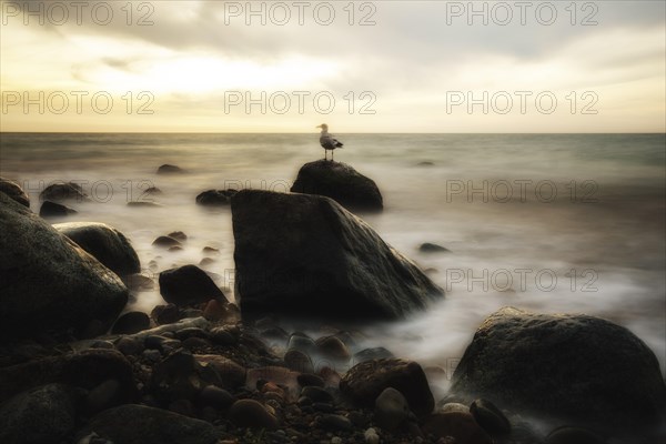 Stretch of coast with rocks and seagull