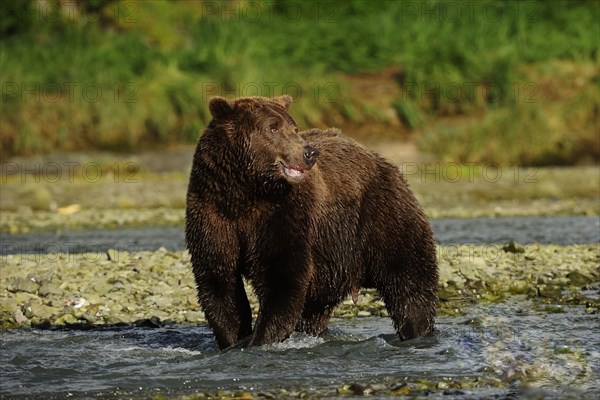 Brown Bear (Ursus arctos) standing in the river and waiting for salmon
