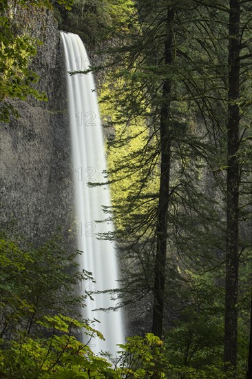 Latourell Falls in the Columbia River Gorge