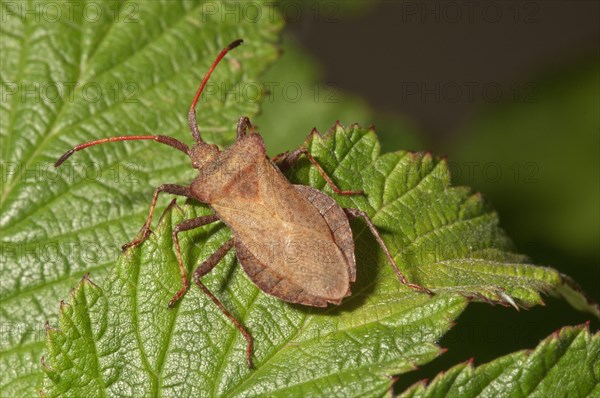 Dock Bug (Coreus marginatus)