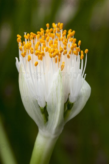 Paintbrush (Haemanthus albiflos)