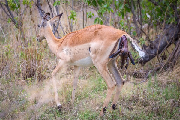 Impala (Aepyceros melampus) female at birth