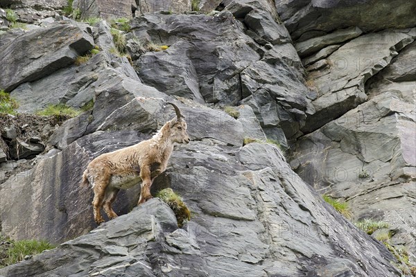 Alpine Ibex (Capra ibex)