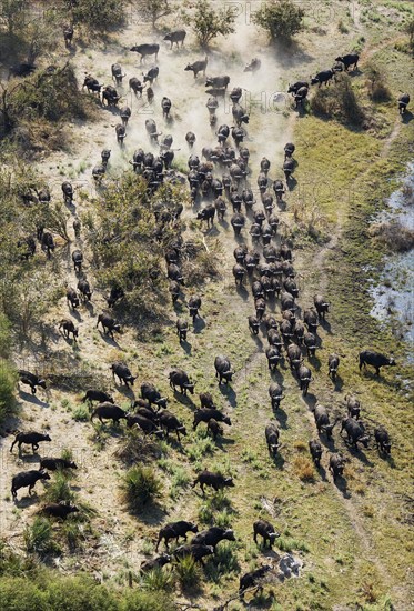 Cape Buffaloes (Syncerus caffer caffer)