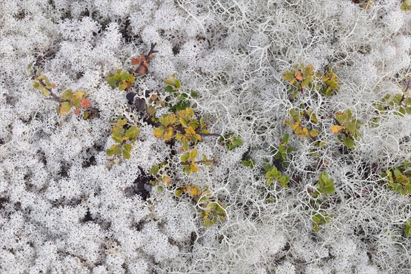 Overgrown ground with reindeer moss in a Fjell landscape