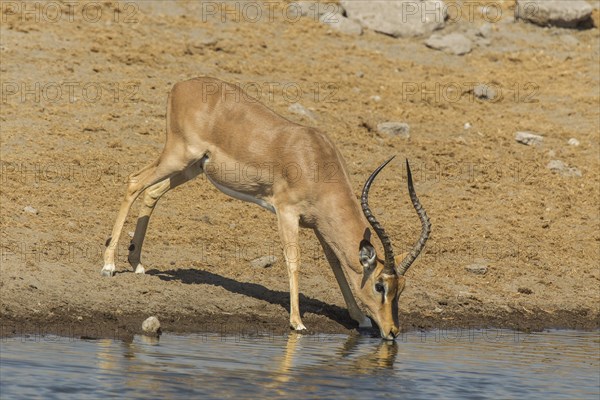 Black-faced Impala (Aepyceros melampus petersi)