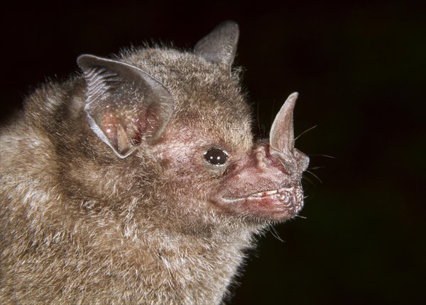 Seba's Short-tailed Bat (Carollia perspicillata)