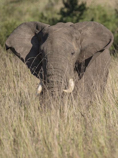 African Bush Elephant (Loxodonta africana)