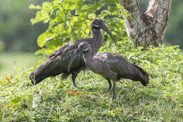 Hadada Ibises (Bostrychia hagedash)