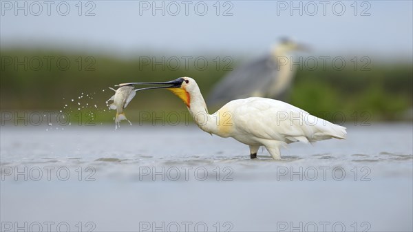 Eurasian Spoonbill or Common Spoonbill (Platalea leucorodia)