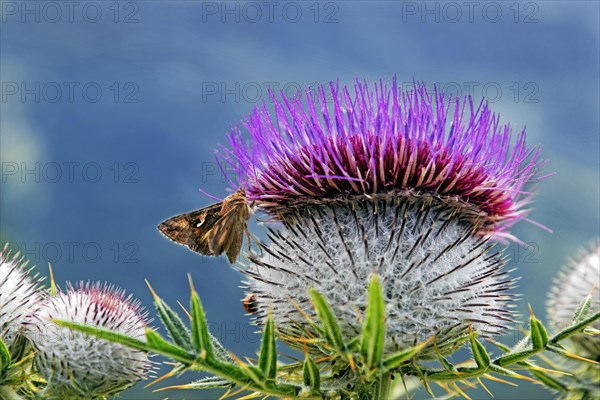 Woolly Thistle (Cirsium eriophorum)