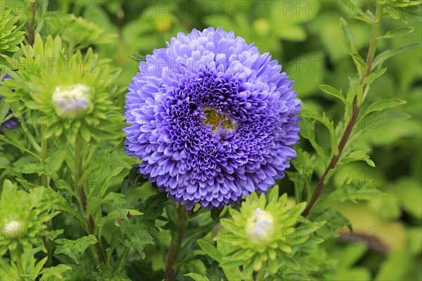 Chinese Aster (Callistephus chinensis)