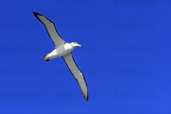 Shy albatross (Thalassarche cauta)