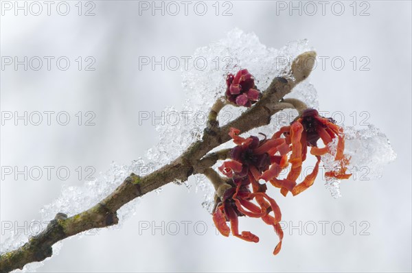 Witch Hazel (Hamamelis intermedia 'Diane')