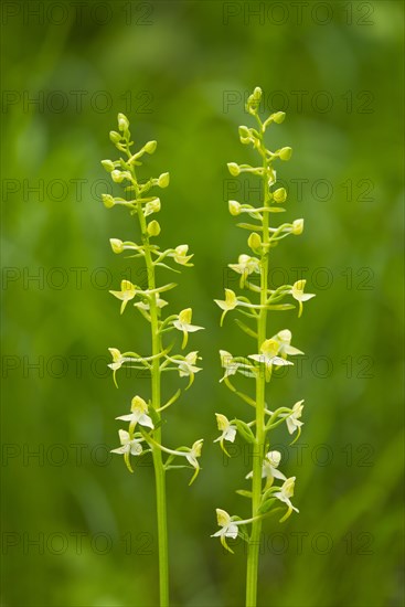 Greater Butterfly Orchid (Platanthera chlorantha)