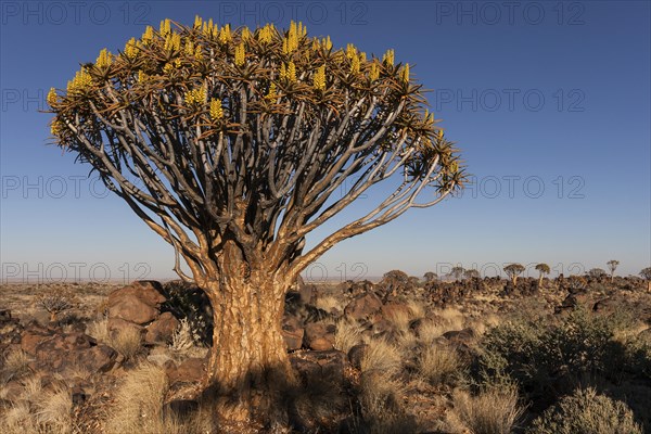 Quiver tree (Aloe dichotoma)