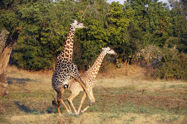 Rhodesian giraffes (Giraffa camelopardalis thornicrofti)