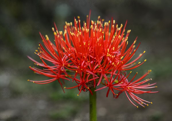 Flowering amaryllid (Amaryllidaceae)
