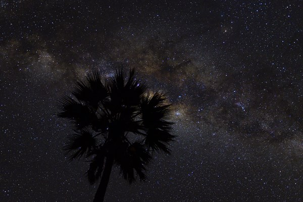 Silhouette of a palm tree in front of Milky Way in the African night sky