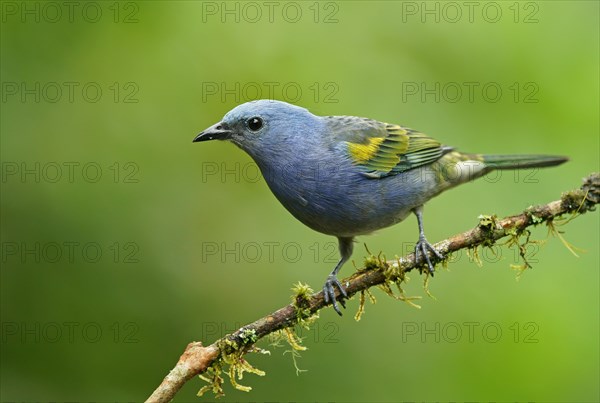 Golden-chevroned tanager (Thraupis ornata)