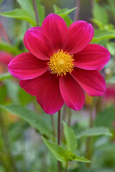 Dahlia variety Firewheel (Dahlia)