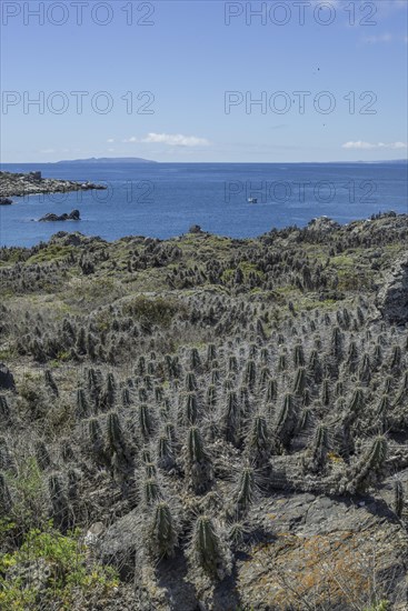 Cacti covered in lichen on Damas Island