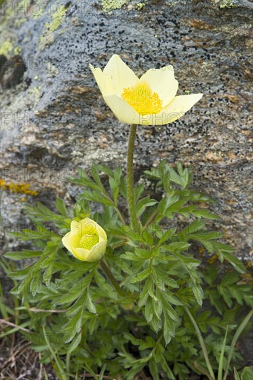 Alpine Anemone or Sulphur Anemone (Pulsatilla alpina ssp. Alpiifolia)