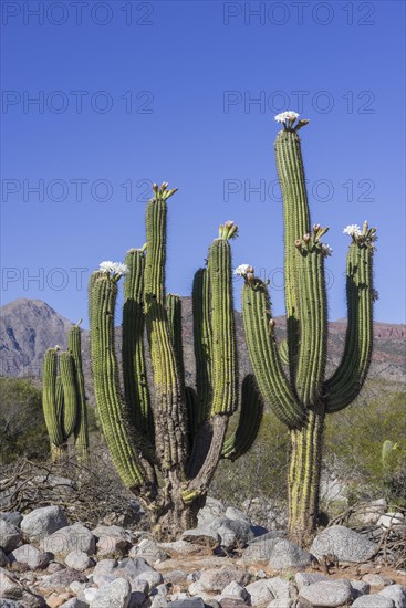 Blooming Echinopsis chiloensis cacti