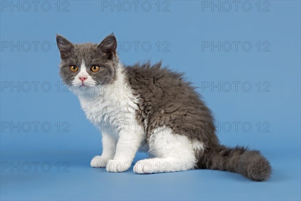 Breed Selkirk Rex Kitten