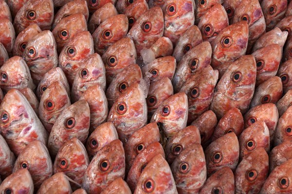 Fish on display in the market hall in Houmt Souk