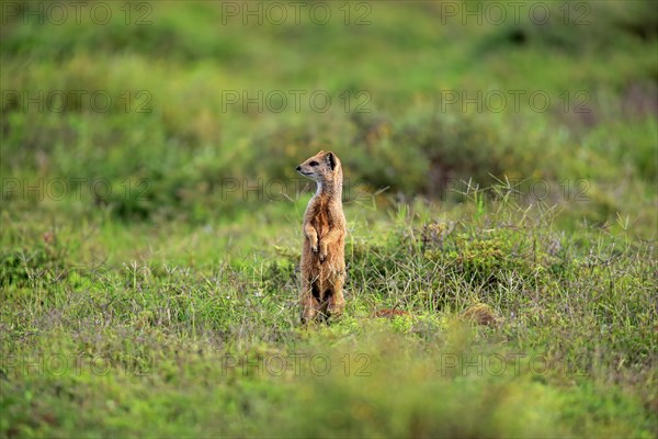 Yellow Mongoose (Cynictis penicillata)