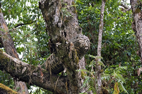 Traditional beehive