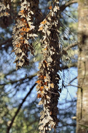 Monarch butterfly (Danaus plexippus)